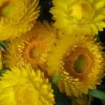 Helichrysum make one of the finest subjects for beds, borders and bouquets.