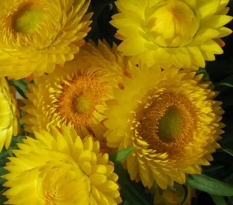 Helichrysum make one of the finest subjects for beds, borders and bouquets.