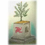 Holy Basil, 'Light' or 'Rama Tulsi'-20465