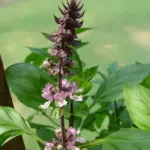 'Krishna Tulsi' exudes a delicious, sweet, clove-like aroma.