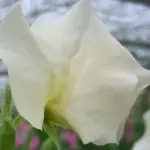 Lathyrus odoratus, Spencer Traditional 'Ice Cream'-20480