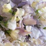 Lathyrus 'Old Times' produce elegant and unusually coloured blooms on long stems.