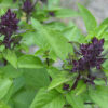 queen-of-sheba-Basil