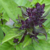 queen-of-sheba-Basil-flowers
