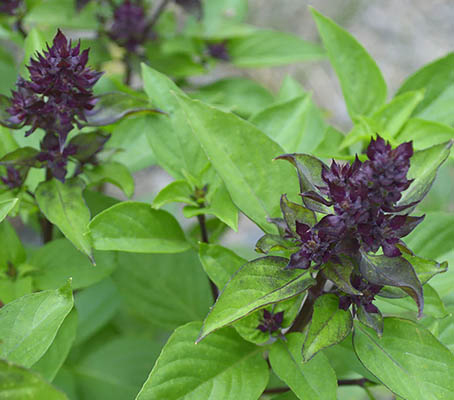 queen-of-sheba-Basil