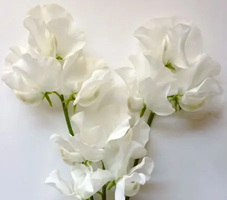 From the Spencer Series. Slightly ruffled, pure white blooms.