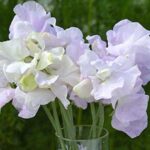 Arthur Hellyer among other things, wrote more than 100 gardening books.