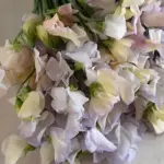 Dreamy, cream-colored blooms with lavender-blue blush and veins