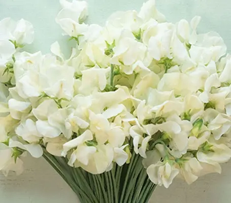 Lathyrus odoratus, Spencer Traditional 'Ice Cream'-0