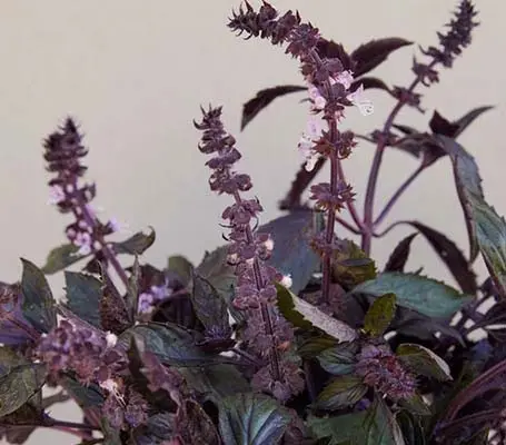 Basil ‘Spice Boys Ararat’ produces metallic grey-purple leaves that turn a darker shade of purple.