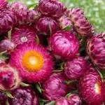 The flowers have a subtle silky sheen and are striking in all stages.