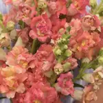 Antirrhinum majus 'F1 Madame Butterfly Bronze with White' -0