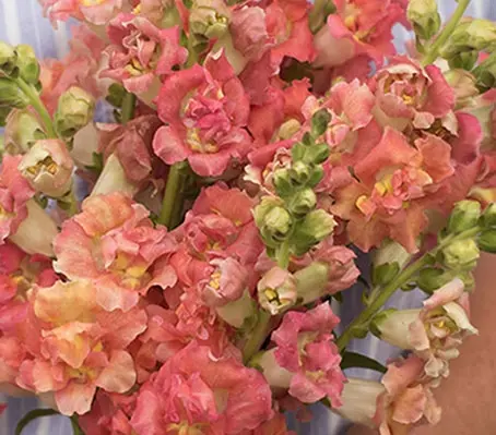 Antirrhinum majus 'F1 Madame Butterfly Bronze with White' -0