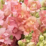 Antirrhinum majus 'F1 Madame Butterfly Bronze with White' -20511