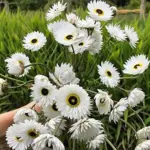 Helipterum have a natural ability to retain colour and shape when dried, they are widely used in floral crafts and arrangements.