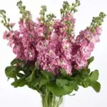 Matthiola incana 'Mathilda Antique Rose'-20549
