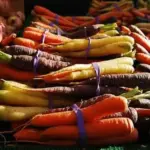 Carrot 'Giants of Colmar' Organic-20558