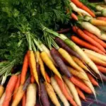 Carrot 'Jaune du Doubs' Organic-20553