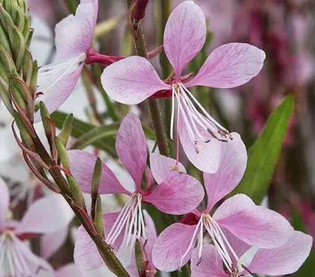 Gaura lindheimeri ‘Emmeline Pink Bouquet'-0