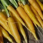 Carrot 'Jaune du Doubs' is a beautiful old French gourmet variety.