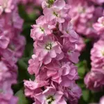 Matthiola incana 'Mathilda Antique Rose'-0