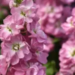 Matthiola incana 'Mathilda Antique Rose'-20548