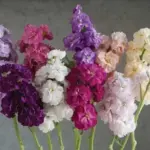 Matthiola incana 'Miracle Yellow'-20542