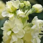 Matthiola incana 'Miracle Yellow'-0