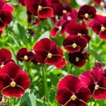 This antique variety produces 3 to 5cm flowers in deep crimson with golden eyes and edges.