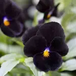 Viola cornuta ‘Back to Black’ is a striking cultivar, admired for its exceptionally dark, velvety flowers.