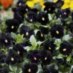 At around 2cm (1in) in diameter, each is subtly accented by a small, vivid golden-yellow eye.