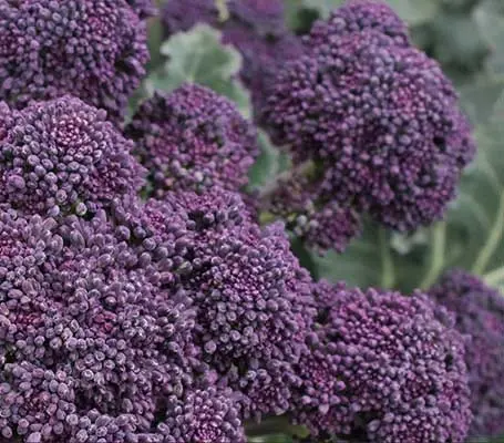 'Burgundy' is a standout purple sprouting broccoli. Sow April though to August.