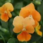 Viola 'Chantreyland', this is a dainty little number with real charm.