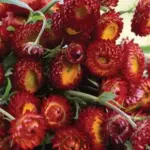 Held atop strong multi-branching bright green stems, Helichrysum flowers are perfect for cutting.