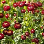 'King Size Fireball' produce bright fiery-red blooms that open to reveal yellow centres.