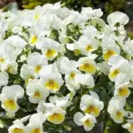 Super floriferous with a tidy habit, they are known for their vigorous growth and cascading blooms.