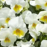 Viola 'Freefall' has been bred specifically for hanging baskets and containers.