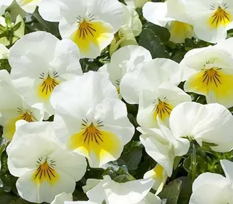 Viola 'Freefall' has been bred specifically for hanging baskets and containers.