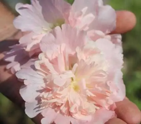 Alcea rosea family. 'Queeny' is a dwarf Hollyhock that reaches only 60cm (24in) in height.