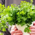 A delightful and refreshing combination that brings together the sharp zest of lemon and the aromatic, citrusy undertone of coriander.