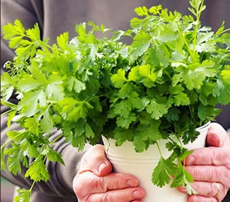 A delightful and refreshing combination that brings together the sharp zest of lemon and the aromatic, citrusy undertone of coriander.