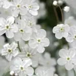 Omphalodes linifolia alba-0