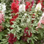 Queen Mix at the New York Botanical Garden. It reaches only 60cm in height