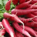 ‘Ostergruss Rosa’ is grown almost year-round and among the first to reach markets each season.