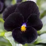 Viola cornuta ‘Back to Black’ is a striking cultivar, admired for its exceptionally dark, velvety flowers.