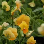 Soft apricot petals, with hints of cream and washed with a blush of sunset pink