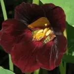 Tropaeolum minus 'Black Velvet' is a compact, bushy nasturtium cultivar