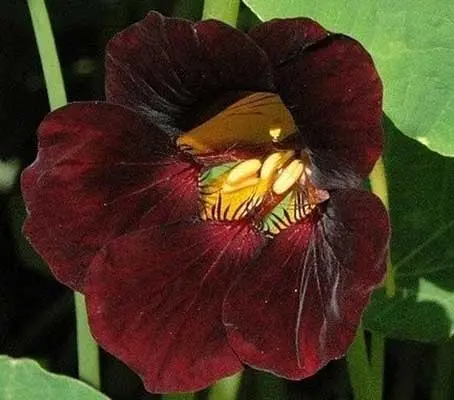 Tropaeolum minus 'Black Velvet' is a compact, bushy nasturtium cultivar