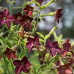 Nicotiana ‘Bronze Queen’ is grown primarily for its unique, bronze-toned flowers and elegant, upright form