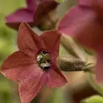 Nicotiana langsdorffii 'Bronze Queen'-20691